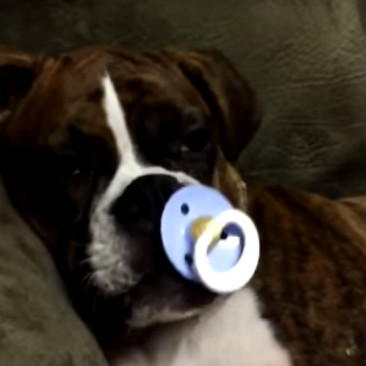 Dog sucks Pacifier and falls asleep