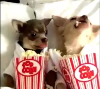 Chihuahuas Eating Popcorn