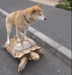 Dog Riding a Turtle